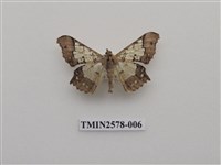 藏品(尺蛾88)的圖片